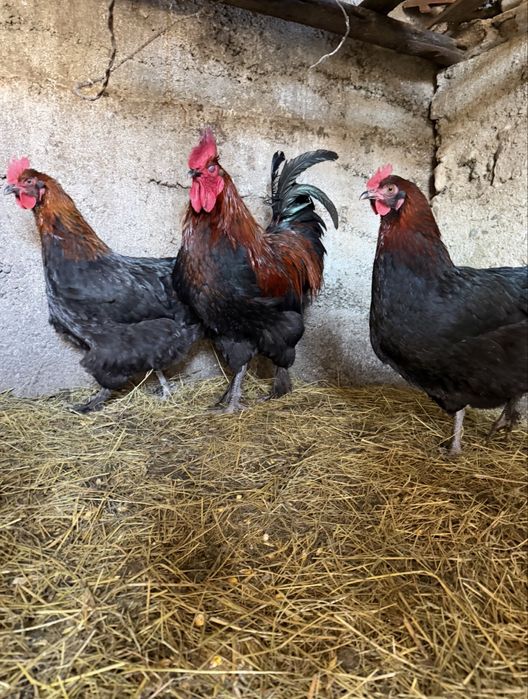 Oua Marans si Araucana Gat Auriu