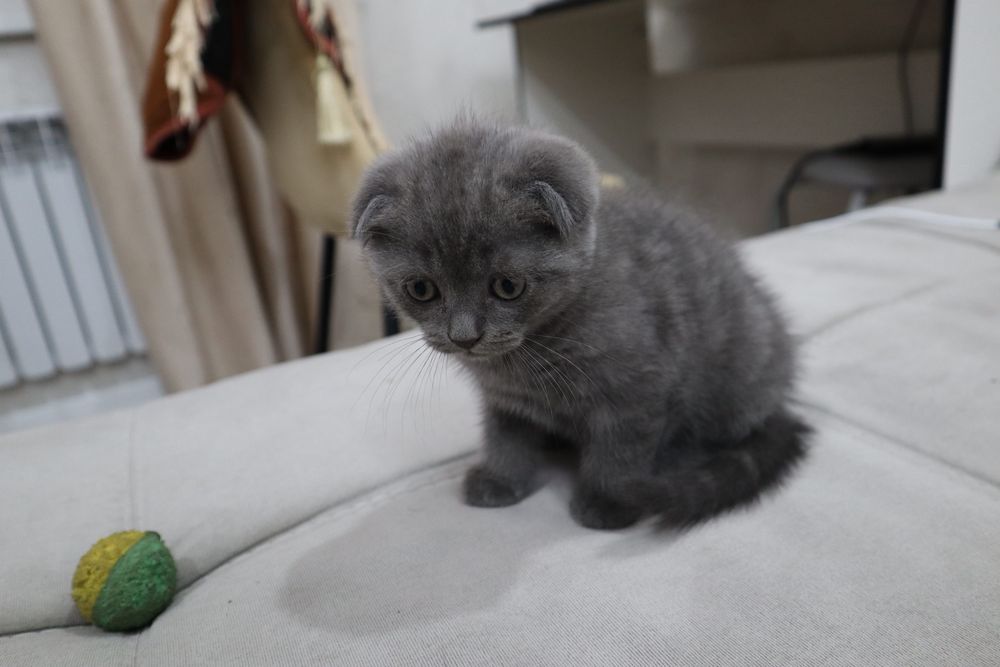 Кошку в добрые руки