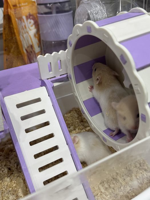 Отдам даром хомячков