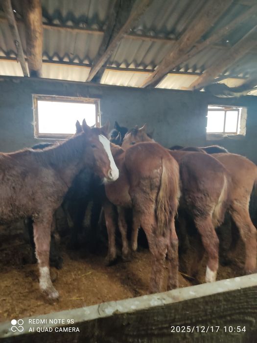 2 бас тай сатылады срочна