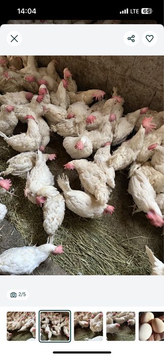 Продам курей белых