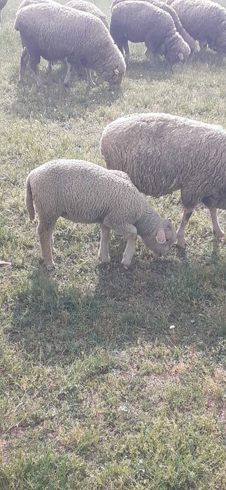 Vand miei de  lapte