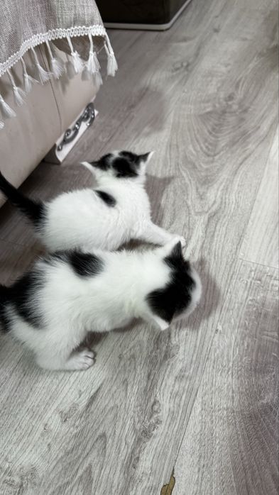 Отдам в добрые руки