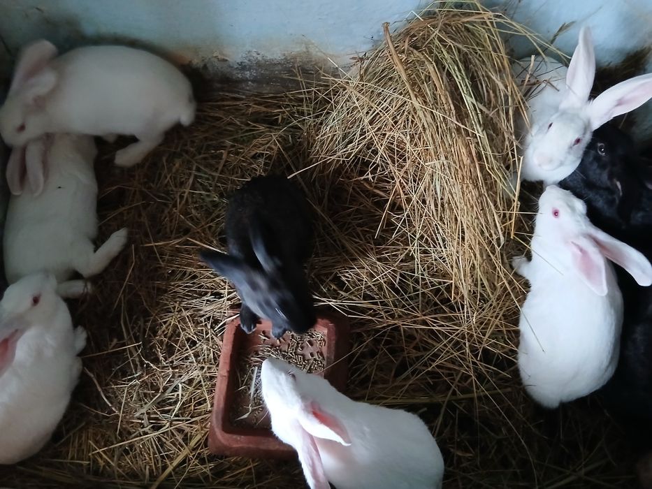 Iepuri hycol francez