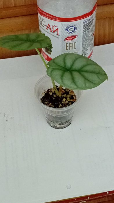 Продам алоказию Silver Dragon