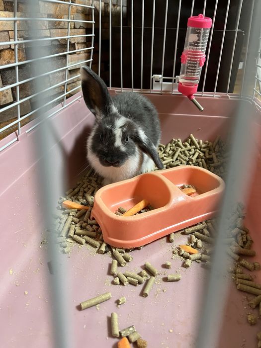 Продам декоративный карликовый кролик в серо-белом цвете