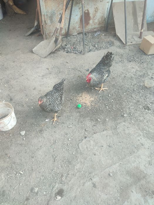 Даканы и домашние