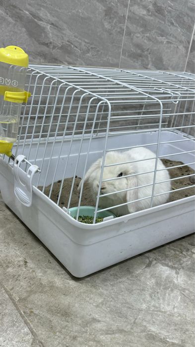 karlik quyon idishi bilan