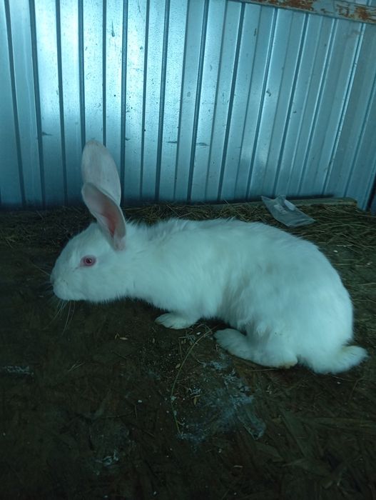 Продам кроликов разных возрастов