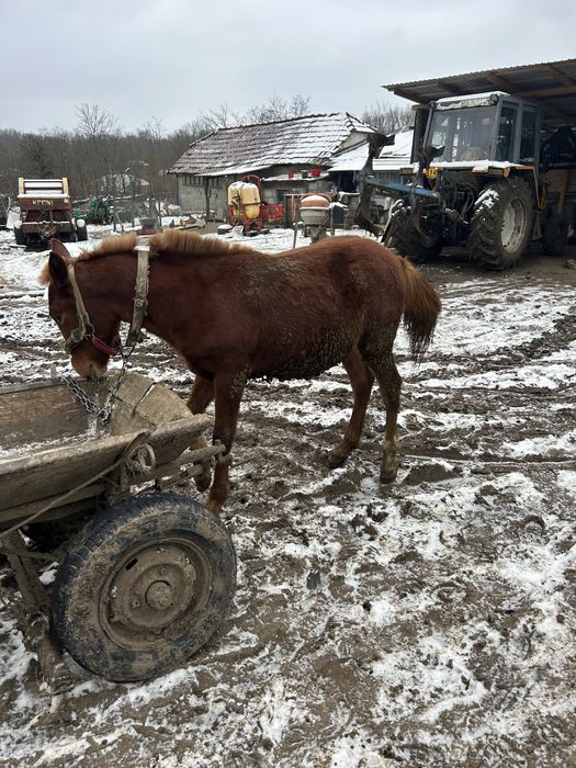 Mânz de 8 luni bland