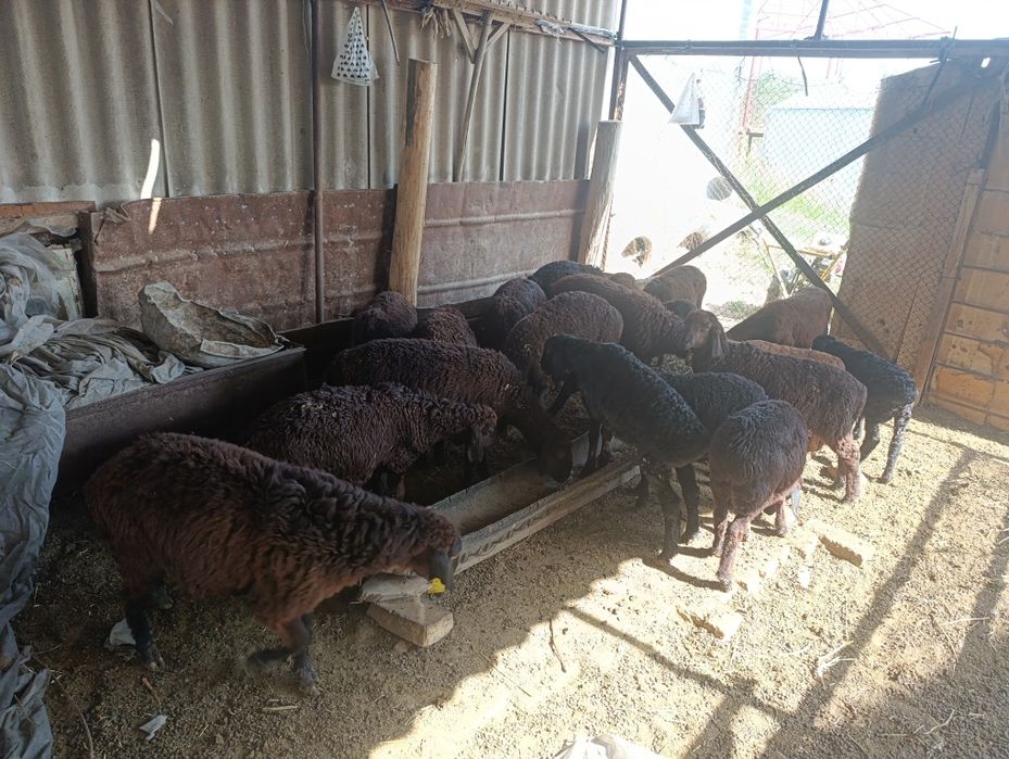 Тоқтылар сатылады келісімді