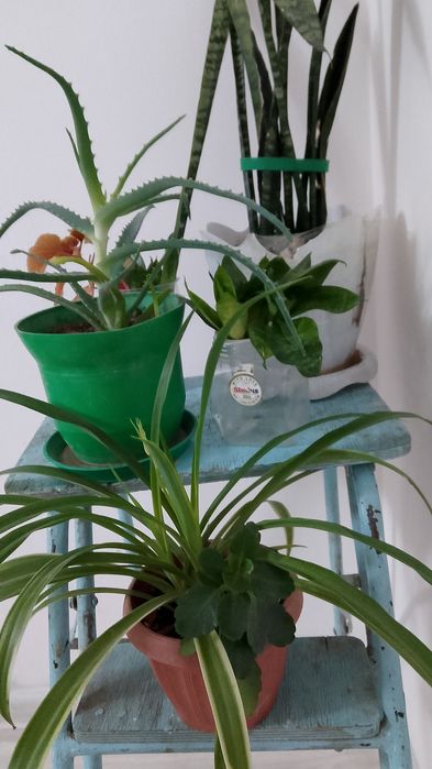 Продам комнатные растения