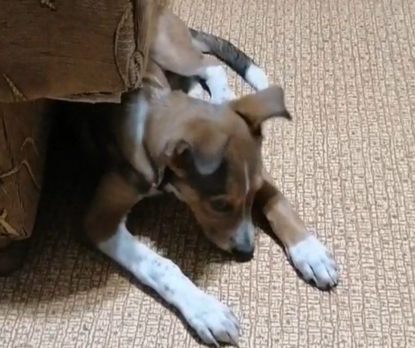 Щенок девочка бесплатно