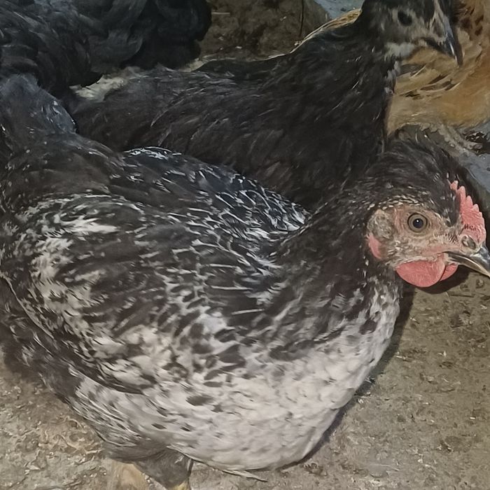 3 айлық тауық цветной