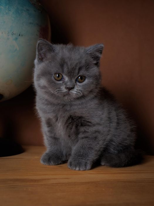 Британские плюшевые элитные котята