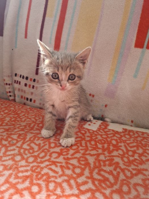 Отдаём девочку бесплатно