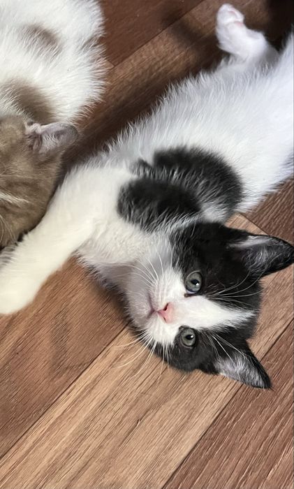 Котята ищут себе дом