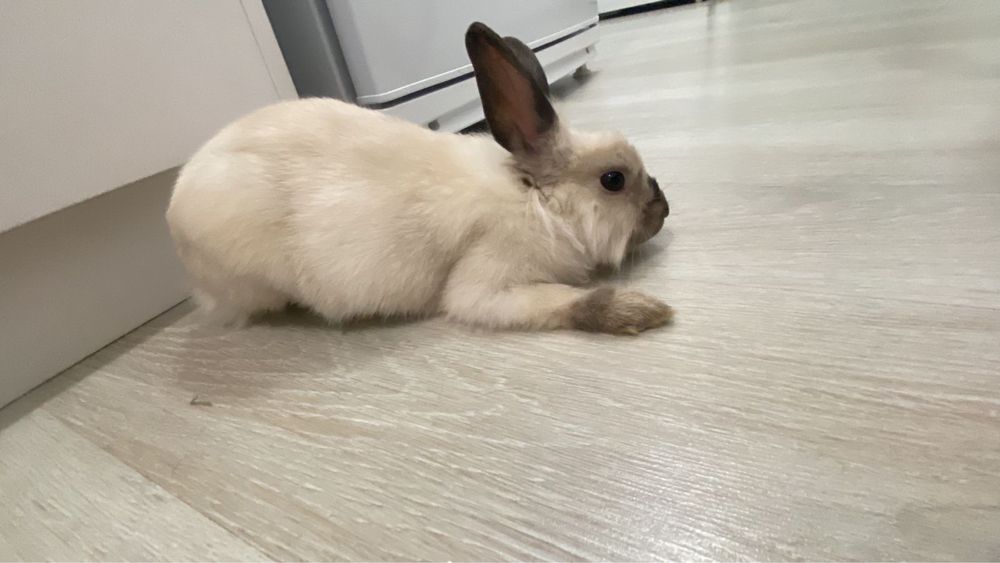 кролик Дэни,шустрый  и пушистый