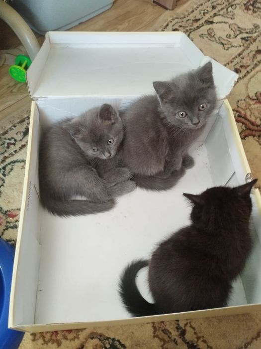 Отдам котят в добрые руки.