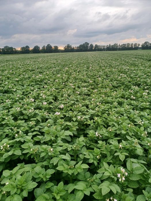 Cartofi de samanta din elita si prima inmultire soi arizona