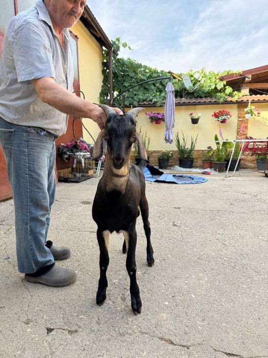 Țap metis anglonubian cu alpină franceză