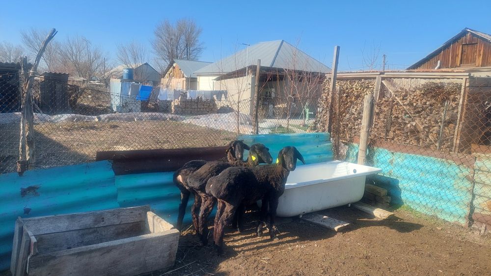 Қозы сатылады тұсақ,биреуы 85000