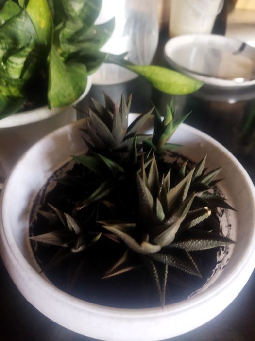 Продам  суккуленты разные