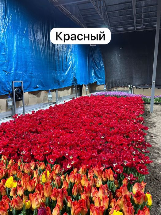 Тюльпаны оптом и в розницу!!!