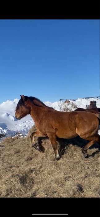 Продам жеребца. Айгыр сатылады.