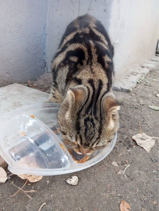 В надежные руки