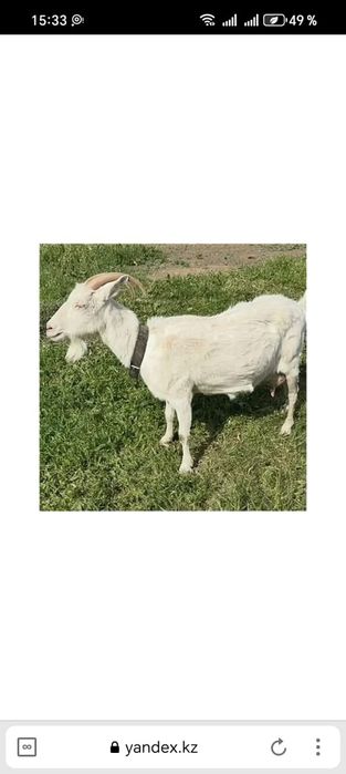 Продаются   козы   молочные