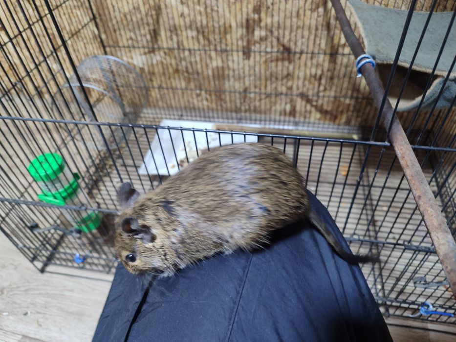 Белки дегу по 10000 тг