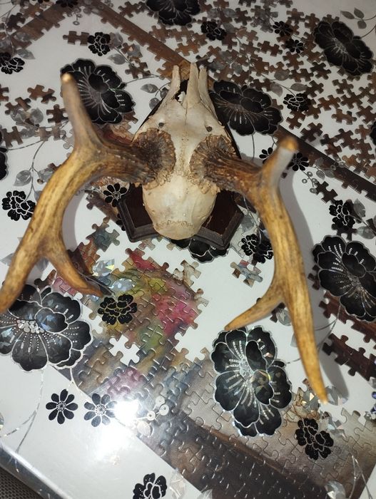 Различни Рога от срандаци