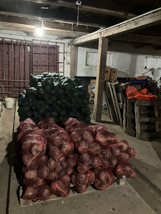 Sfecla Rosie si Ridichi Negre