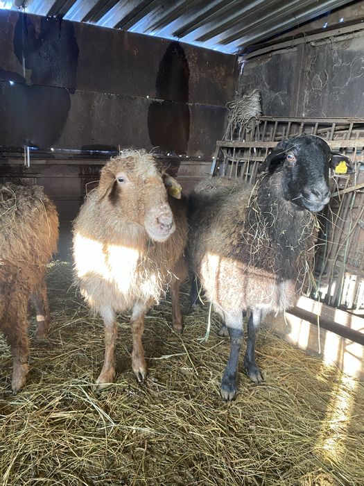 Продам баранов на откорме