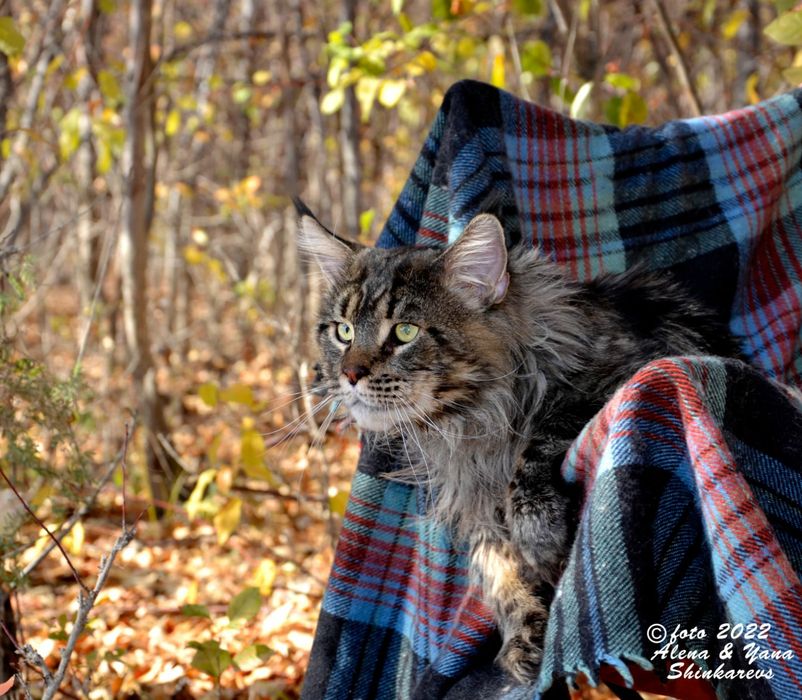 Кот мейн-кун для вязки