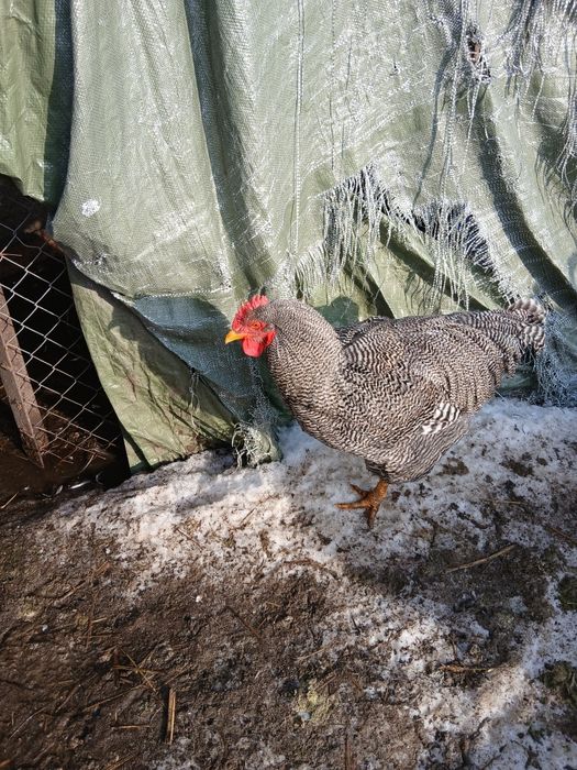 Cocos plymount rock barat