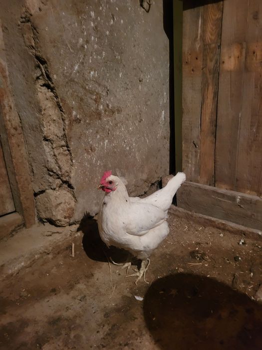 Осы тауықтар сатылады