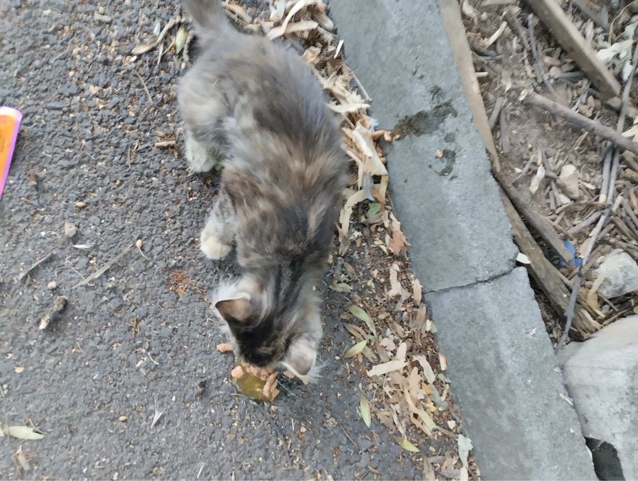 Женско домашно коте