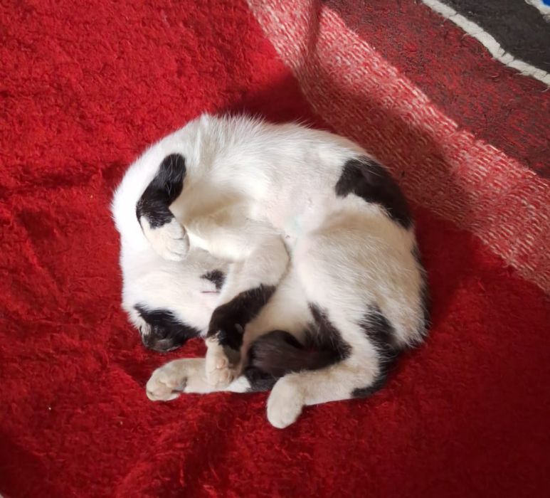 Cea mai iubitoare pisicuta pt adoptie