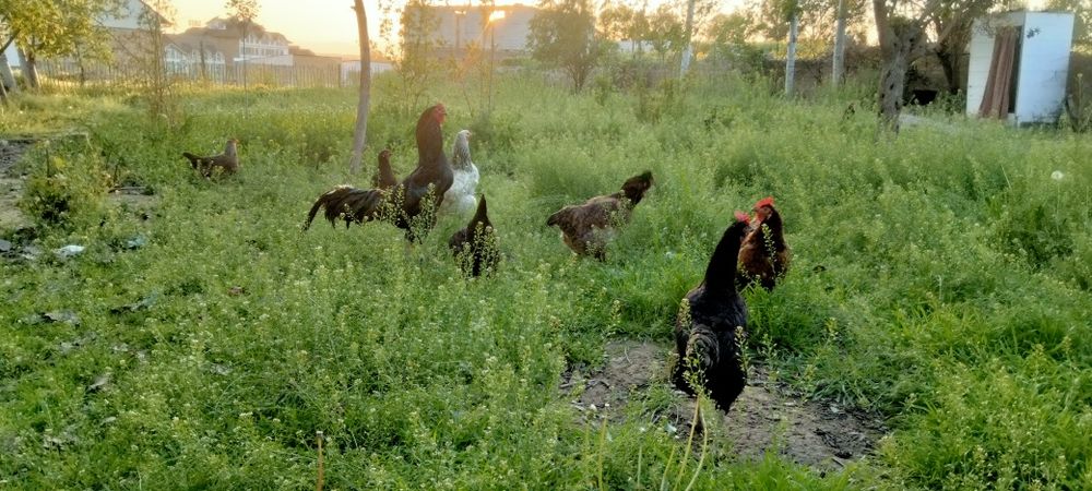 Хонаки товуклар тухумлари бор.