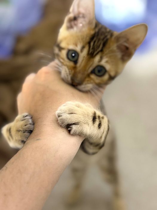 Продаётся чистокровный бенгальский котёнок