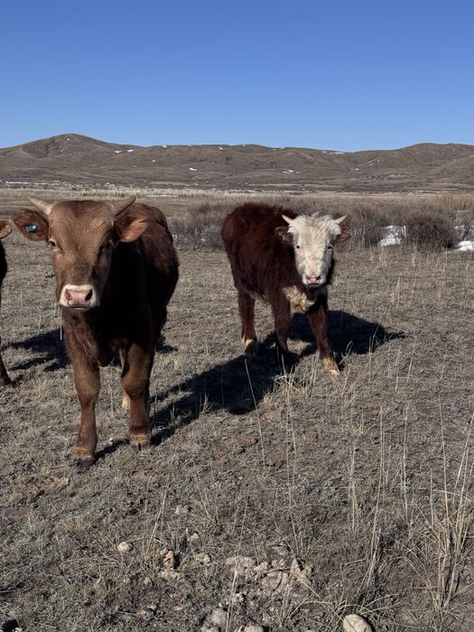 10 бас бұқа сатылады