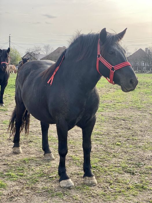 Iapa,manza neagra gestanta patru ani