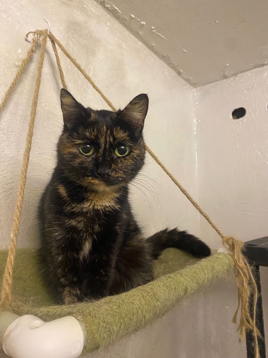 Кошечка ласковый в добрые руки