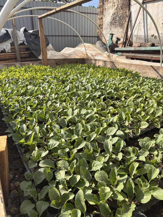 Răsaduri de vanzare