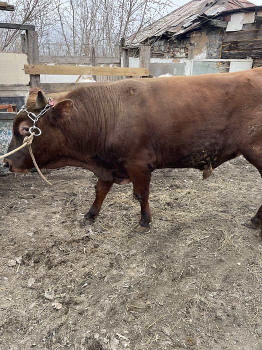 Продам быка в мае два года