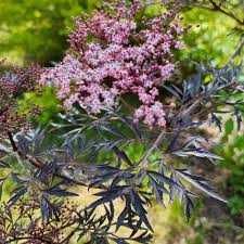 Черен Бъз - Ева (Sambucus nigra 'Eva' BLACK LACE)