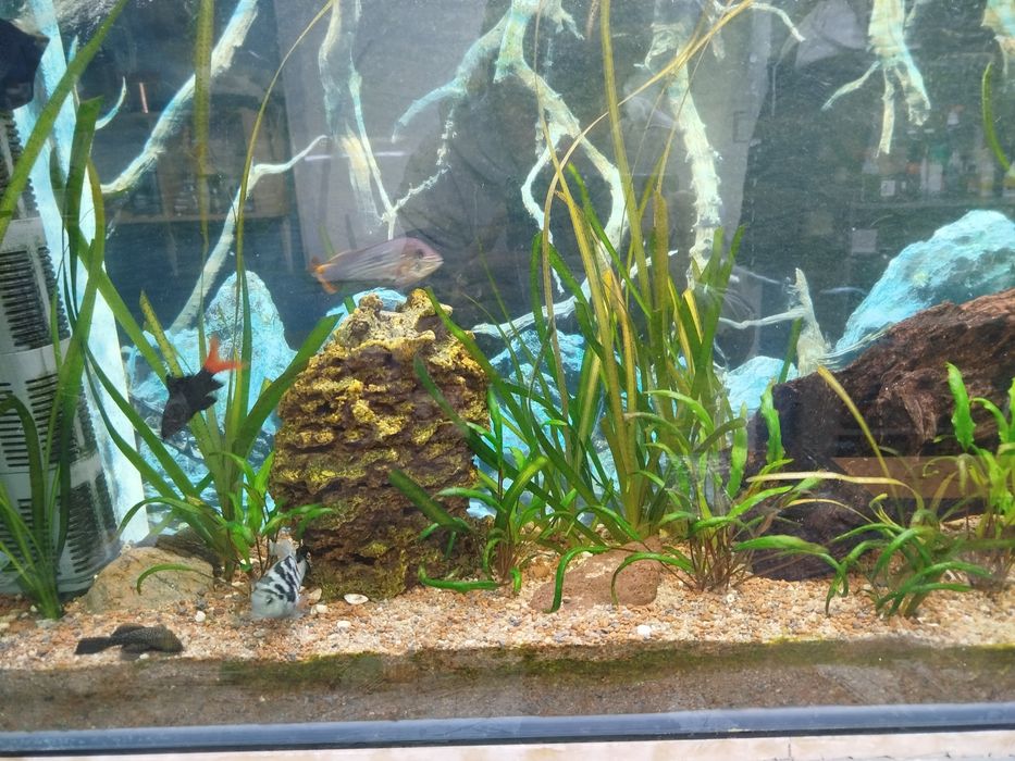 Лабео би колор 8 см