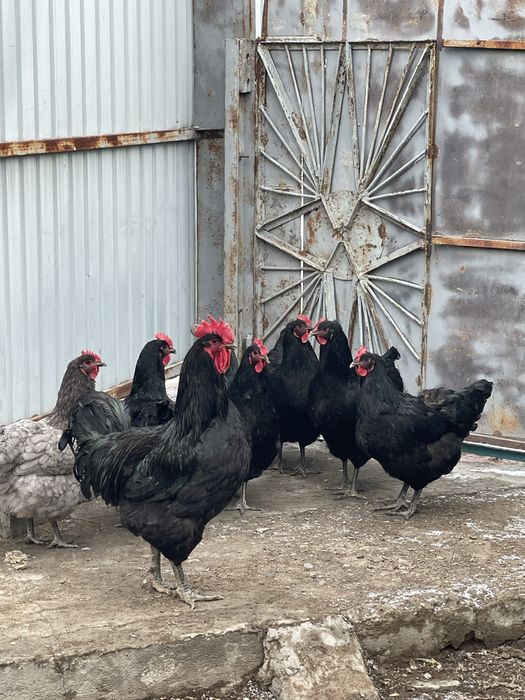 Инкубационные яйца Джерсийский гигант
